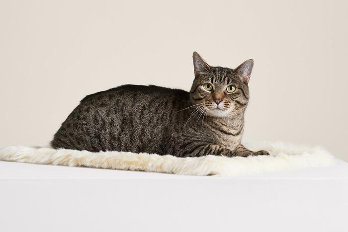 Floof Cat Blanket