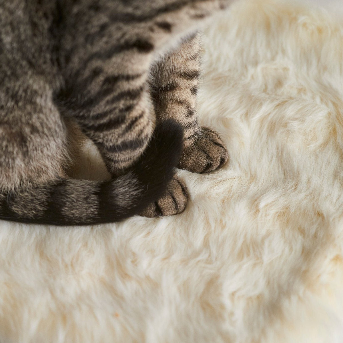 Floof Cat Blanket