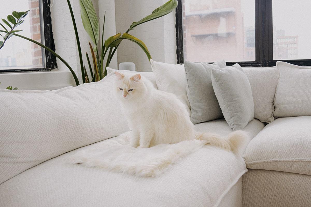 Floof Cat Blanket