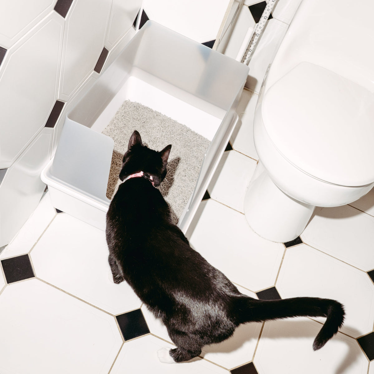 Cubby Litter Box