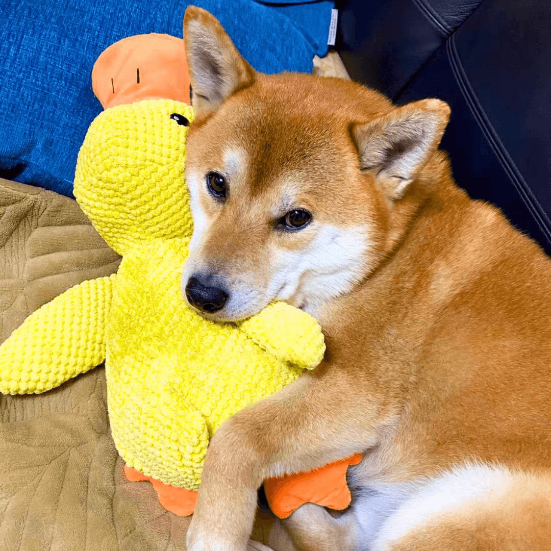 Calming Duck Toy by Pawmint®